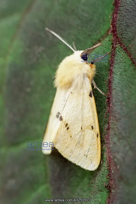: 80197242 Buff Ermine Moth - resting on leaf Norfolk : 80197242 Buff Ermine Moth - resting on leaf Norfolk