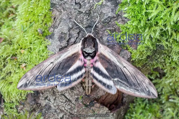 : 80197243 Privet Hawk Moth - resting on mossy tree : 80197243 Privet Hawk Moth - resting on mossy tree