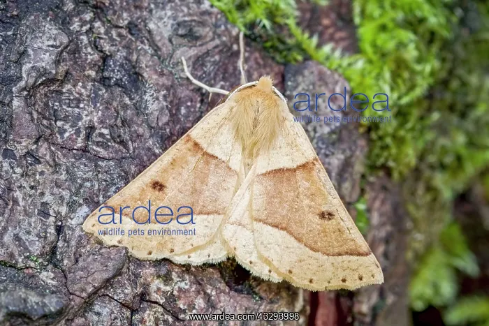 : 80197244 Scalloped Oak Moth - resting on mossy tree : 80197244 Scalloped Oak Moth - resting on mossy tree