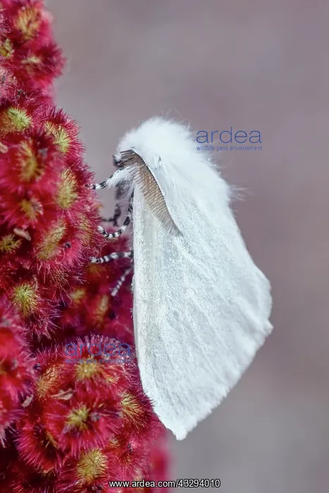 : 80197245 White Satin Moth - resting on Rhus Typhina : 80197245 White Satin Moth - resting on Rhus Typhina