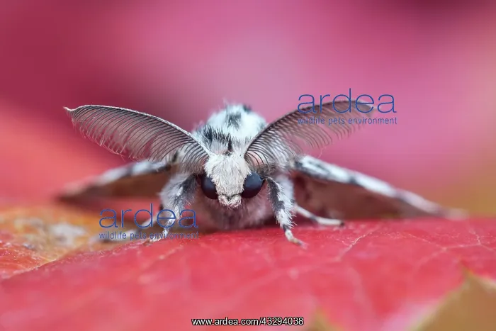  : 80197248 Black Arches Moth - male with feathery