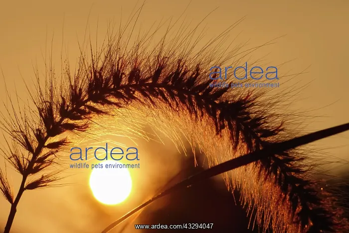 : 80197249 Pennisetum Grass Flowers and Sunset Norfolk : 80197249 Pennisetum Grass Flowers and Sunset Norfolk