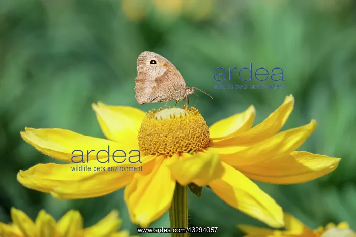 : 80197250 Meadow Brown butterfly - feeding on Rudbeckia : 80197250 Meadow Brown butterfly - feeding on Rudbeckia