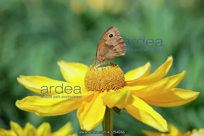 : 80197251 Meadow Brown butterfly - feeding on Rudbeckia : 80197251 Meadow Brown butterfly - feeding on Rudbeckia