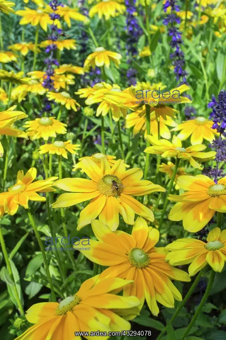 : 80197252 Rudbeckia Hirta Irish Eyes Norfolk, UK : 80197252 Rudbeckia Hirta Irish Eyes Norfolk, UK