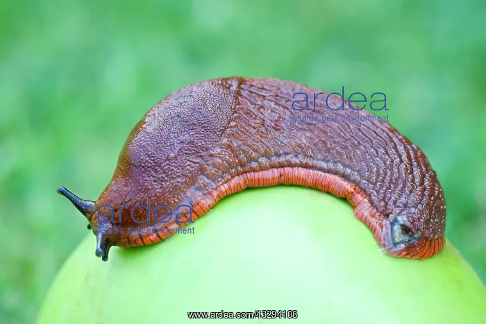 : 80197255 Red Slug - on windfall apple Norfolk, UK : 80197255 Red Slug - on windfall apple Norfolk, UK