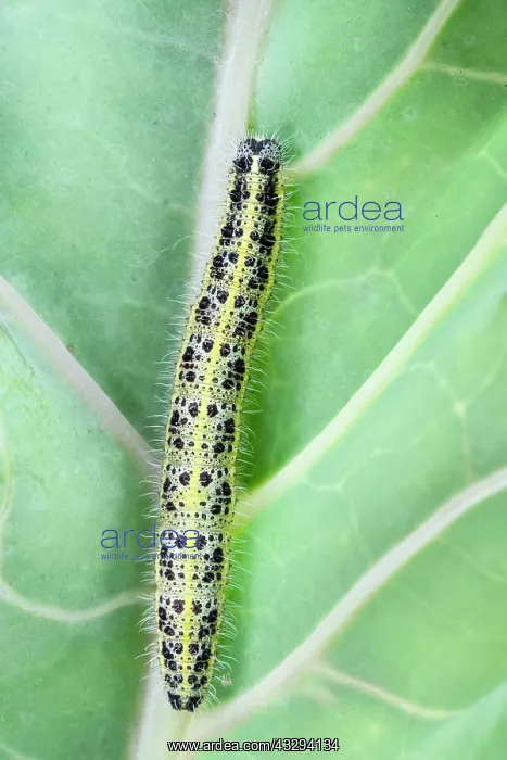 : 80197258 Large White Butterfly - caterpillar on : 80197258 Large White Butterfly - caterpillar on