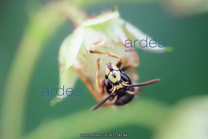 : 80197259 Common Wasp - on flower Norfolk, UK Vespula : 80197259 Common Wasp - on flower Norfolk, UK Vespula
