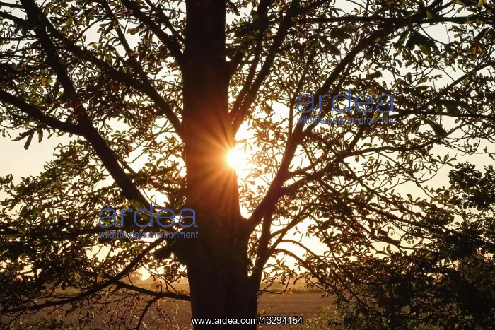 : 80197260 Sun Starburst - through Chestnut Leaves : 80197260 Sun Starburst - through Chestnut Leaves