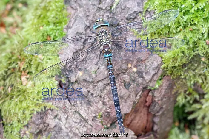 : 80197262 Migrant Hawker Dragonfly - male resting : 80197262 Migrant Hawker Dragonfly - male resting