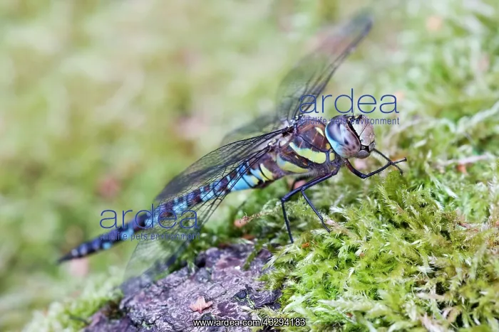 : 80197263 Migrant Hawker Dragonfly - male resting : 80197263 Migrant Hawker Dragonfly - male resting