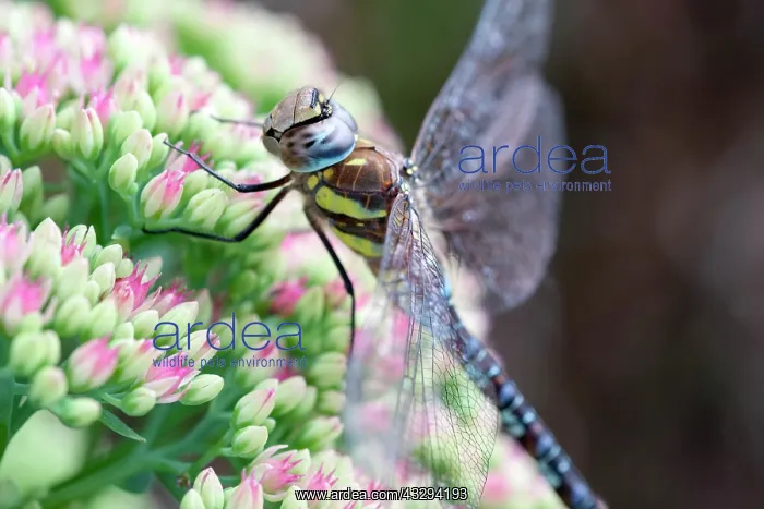 : 80197264 Migrant Hawker Dragonfly - male resting : 80197264 Migrant Hawker Dragonfly - male resting