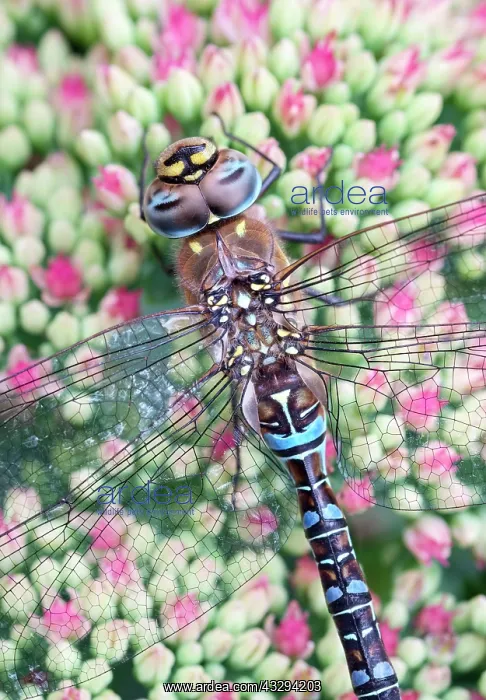 : 80197265 Migrant Hawker Dragonfly - male resting : 80197265 Migrant Hawker Dragonfly - male resting