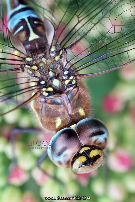 : 80197266 Migrant Hawker Dragonfly - male resting : 80197266 Migrant Hawker Dragonfly - male resting