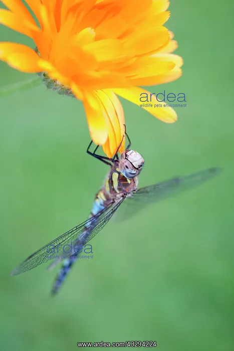 : 80197267 Migrant Hawker Dragonfly - male on Calendula : 80197267 Migrant Hawker Dragonfly - male on Calendula