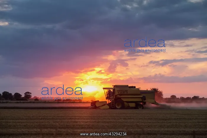 : 80197268 Farming - Combine Harvester working in : 80197268 Farming - Combine Harvester working in