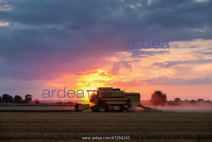 : 80197269 Farming - Combine Harvester working in : 80197269 Farming - Combine Harvester working in