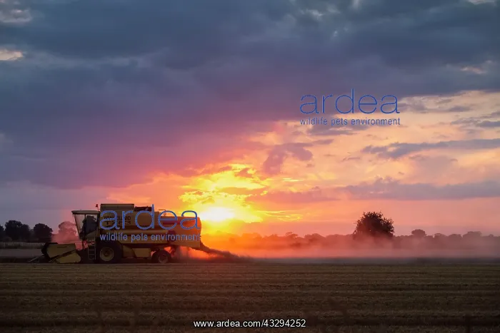 : 80197270 Farming - Combine Harvester working in : 80197270 Farming - Combine Harvester working in