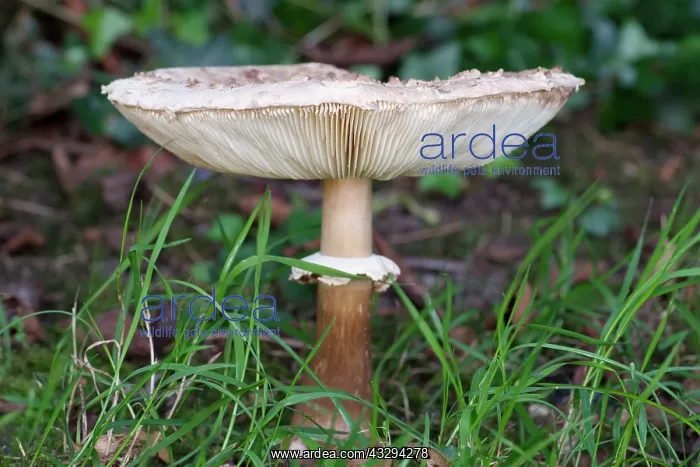: 80197273 Shaggy Parasol Mushroom Norfolk, UK Chlorophyllum : 80197273 Shaggy Parasol Mushroom Norfolk, UK Chlorophyllum