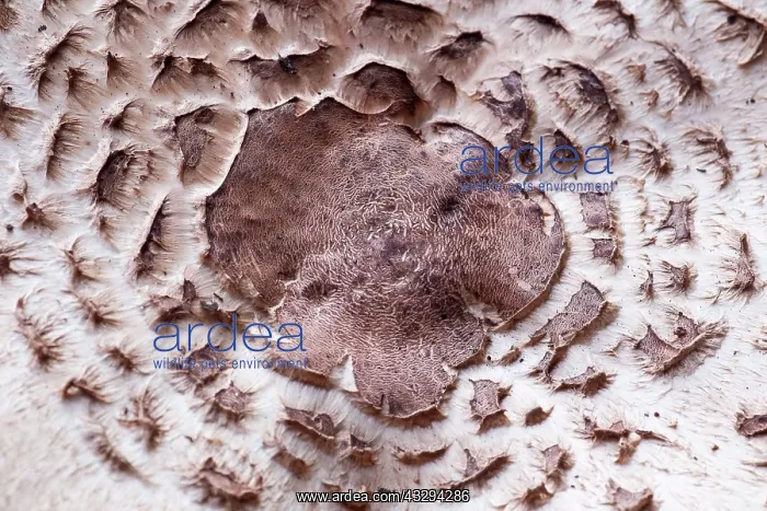 : 80197274 Shaggy Parasol Mushroom - pattern on cap : 80197274 Shaggy Parasol Mushroom - pattern on cap