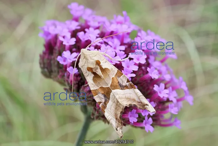 : 80197278 Angle Shades Moth - on Verbena bonariensis : 80197278 Angle Shades Moth - on Verbena bonariensis