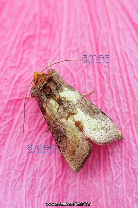 : 80197279 Burnished Brass Moth - on pink flower petal : 80197279 Burnished Brass Moth - on pink flower petal