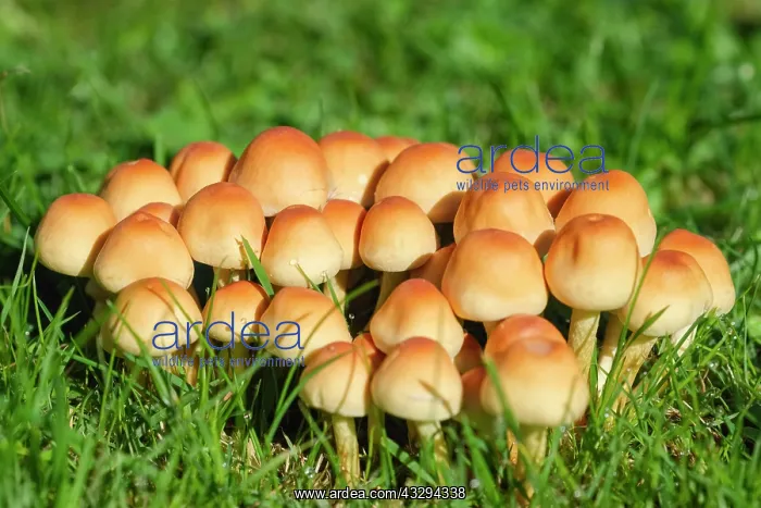 : 80197281 Sulphur Tuft Fungi Norfolk, UK Hypholoma : 80197281 Sulphur Tuft Fungi Norfolk, UK Hypholoma