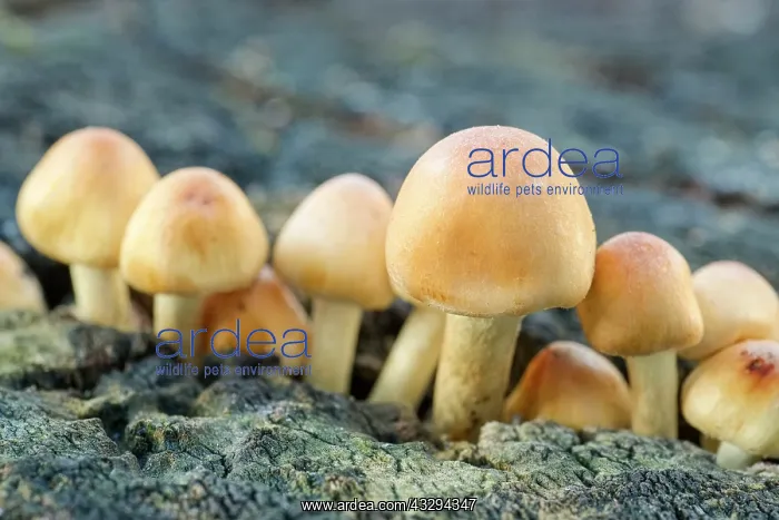: 80197282 Sulphur Tuft Fungi - on rotting wood stump : 80197282 Sulphur Tuft Fungi - on rotting wood stump