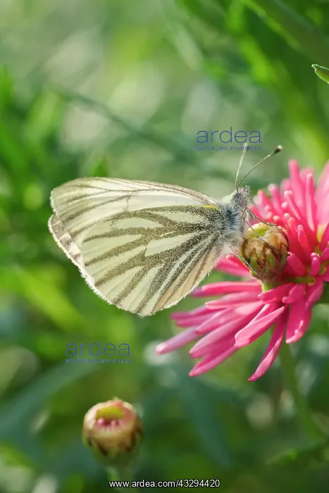 : 80197289 Brimstone Butterfly - on Marguerite Daisy : 80197289 Brimstone Butterfly - on Marguerite Daisy