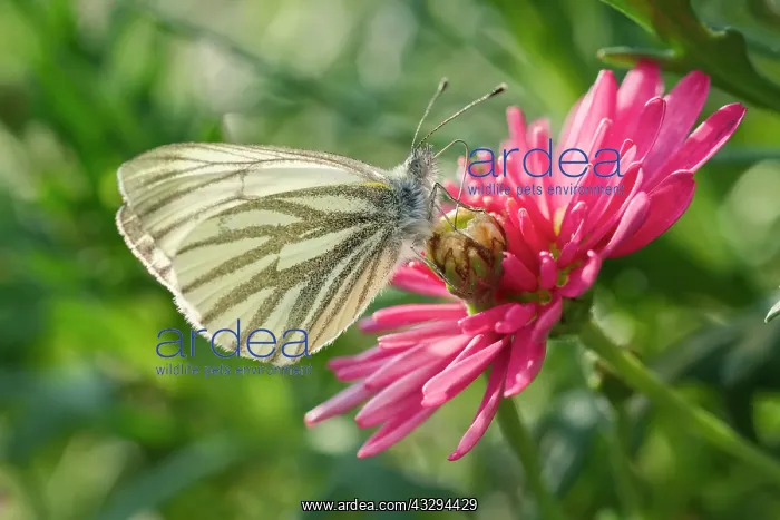 : 80197290 Brimstone Butterfly - on Marguerite Daisy : 80197290 Brimstone Butterfly - on Marguerite Daisy