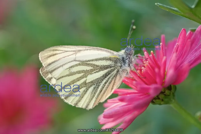 : 80197291 Brimstone Butterfly - on Marguerite Daisy : 80197291 Brimstone Butterfly - on Marguerite Daisy