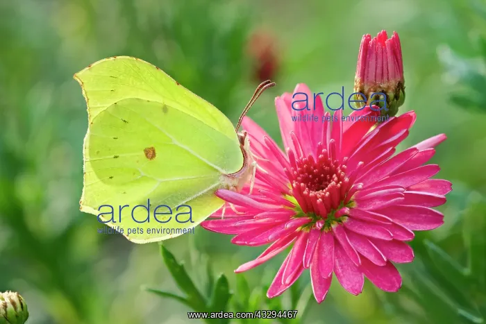 : 80197294 Brimstone Butterfly - on Marguerite Daisy : 80197294 Brimstone Butterfly - on Marguerite Daisy