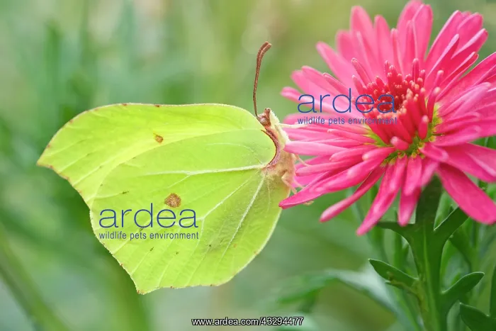: 80197295 Brimstone Butterfly - on Marguerite Daisy : 80197295 Brimstone Butterfly - on Marguerite Daisy