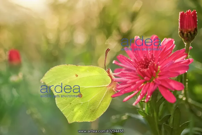 : 80197296 Brimstone Butterfly - on Marguerite Daisy : 80197296 Brimstone Butterfly - on Marguerite Daisy