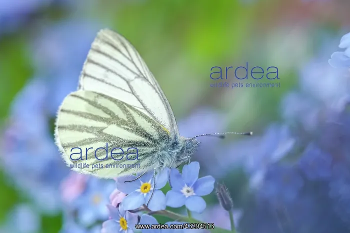 : 80197299 Green-veined White Butterfly - on Forget-me-not : 80197299 Green-veined White Butterfly - on Forget-me-not