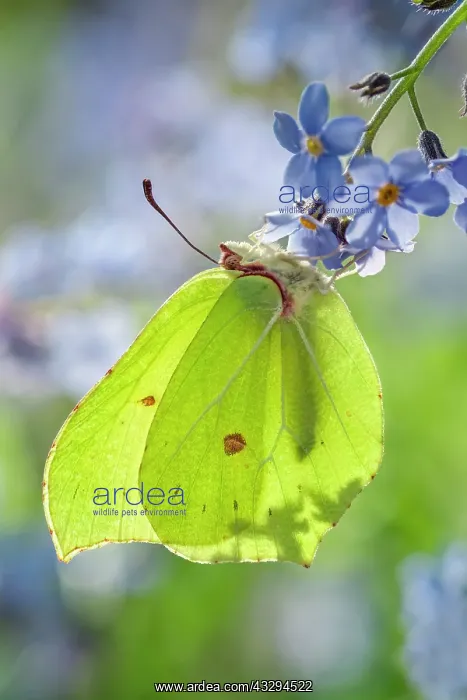  : 80197300 Brimstone Butterfly - on Forget-me-not