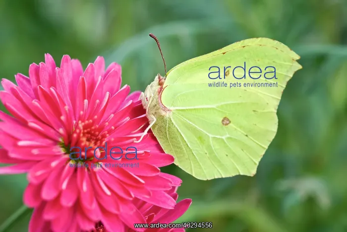 : 80197303 Brimstone Butterfly - on Marguerite Daisy : 80197303 Brimstone Butterfly - on Marguerite Daisy
