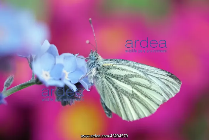 : 80197305 Green-veined White Butterfly - on Forget-me-not : 80197305 Green-veined White Butterfly - on Forget-me-not