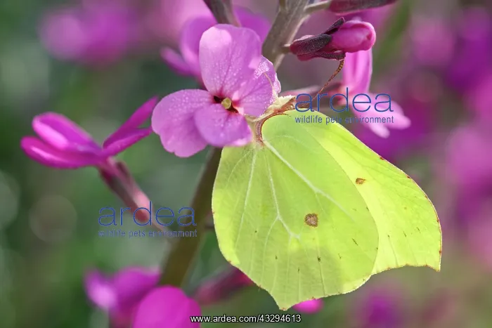 : 80197308 Brimstone Butterfly - on Erysimum bowles : 80197308 Brimstone Butterfly - on Erysimum bowles
