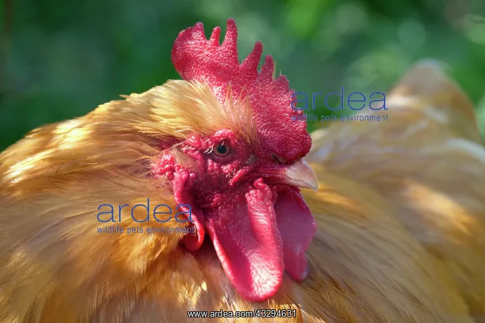 : 80197310 Cockerel Norfolk, UK Gallus gallus Geoff : 80197310 Cockerel Norfolk, UK Gallus gallus Geoff