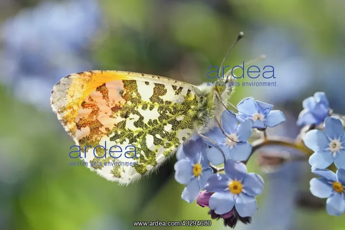 : 80197315 Orange Tip Butterfly - male on Forget-me-not : 80197315 Orange Tip Butterfly - male on Forget-me-not