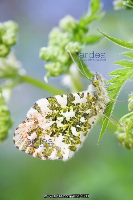 : 80197317 Orange Tip Butterfly - male on Cow Parsley : 80197317 Orange Tip Butterfly - male on Cow Parsley