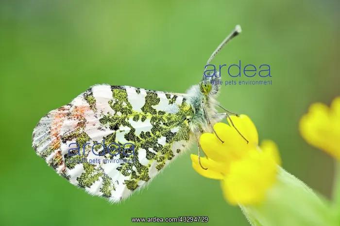 : 80197320 Orange Tip Butterfly - male on Cowslip : 80197320 Orange Tip Butterfly - male on Cowslip