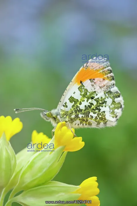 : 80197321 Orange Tip Butterfly - male on Cowslip : 80197321 Orange Tip Butterfly - male on Cowslip