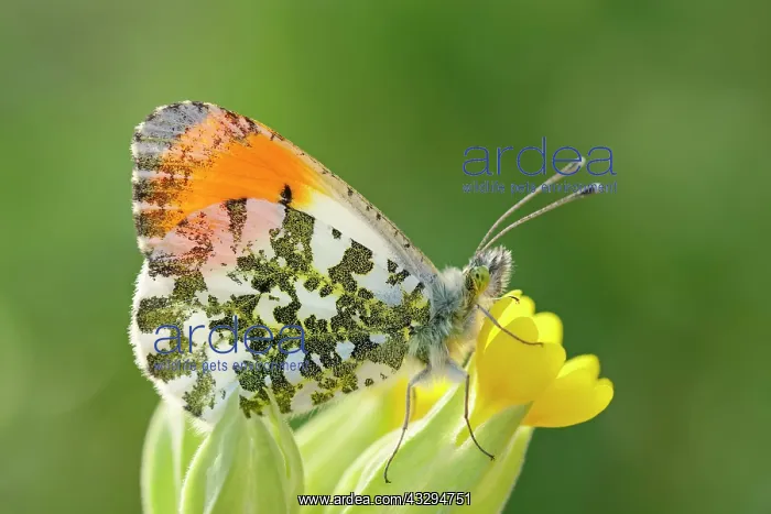 : 80197322 Orange Tip Butterfly - male on Cowslip : 80197322 Orange Tip Butterfly - male on Cowslip