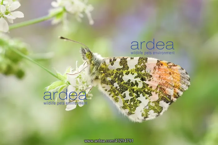 : 80197326 Orange Tip Butterfly - male on Cow Parsley : 80197326 Orange Tip Butterfly - male on Cow Parsley