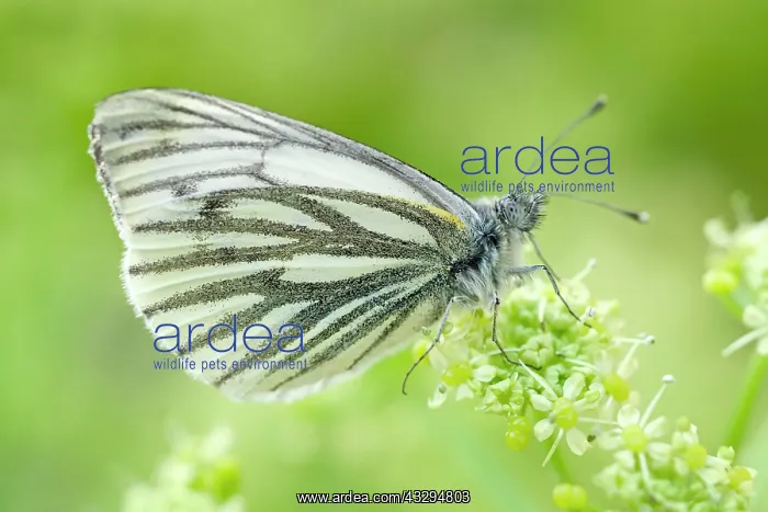 : 80197327 Green-veined White Butterfly - on Alexanders : 80197327 Green-veined White Butterfly - on Alexanders