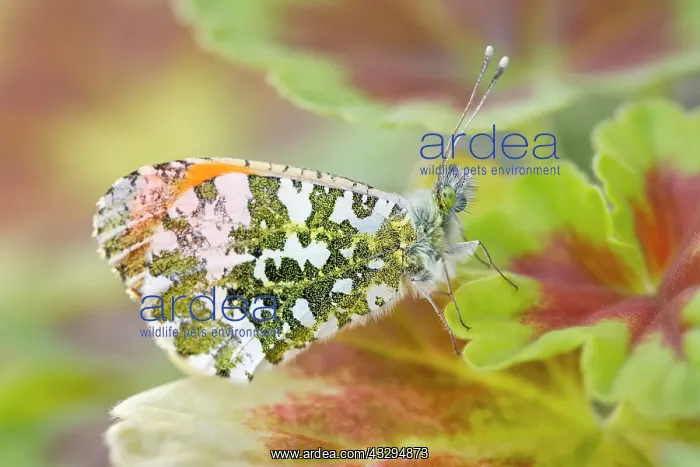 : 80197334 Green-veined White Butterfly - on Geranium : 80197334 Green-veined White Butterfly - on Geranium