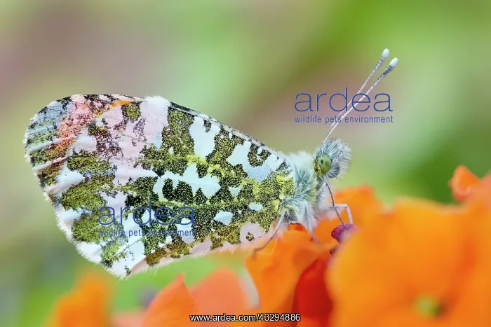 : 80197335 Orange Tip Butterfly - male on Erysimum : 80197335 Orange Tip Butterfly - male on Erysimum