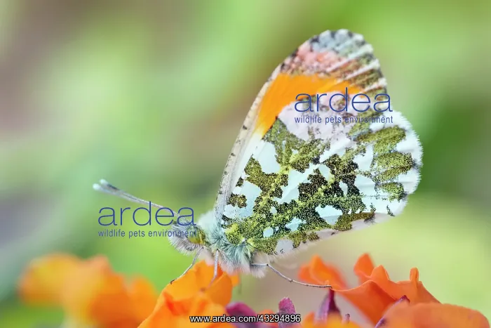 : 80197336 Orange Tip Butterfly - male on Erysimum : 80197336 Orange Tip Butterfly - male on Erysimum